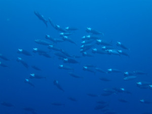 沖縄　ダイビング　OWD講習