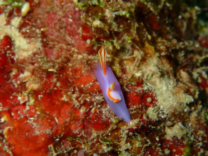 沖縄　ダイビング　OWD講習