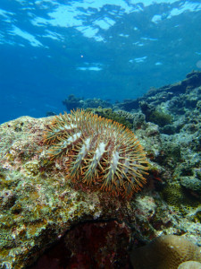 沖縄　ダイビング　慶良間　保全活動