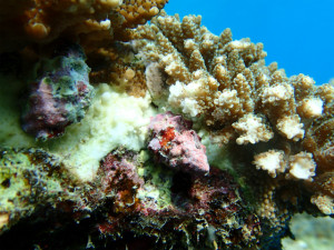 沖縄　ダイビング　慶良間　保全活動