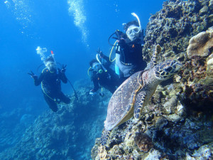 沖縄　ダイビング　慶良間　体験ダイビング　ウミガメ