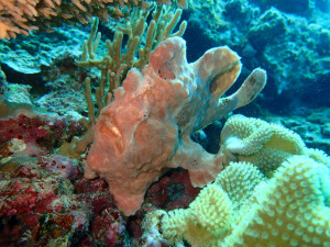 沖縄　ダイビング　慶良間　体験ダイビング　ウミガメ