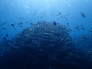 沖縄　ダイビング　慶良間　体験ダイビング　ウミガメ