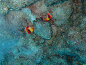 沖縄　ダイビング　カサゴ