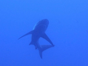 沖縄　ダイビング　万座　FUNダイビング