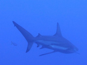 沖縄　ダイビング　万座　FUNダイビング