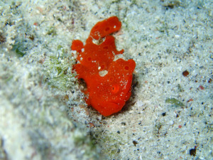 沖縄　ダイビング　慶良間　FUNダイビング