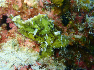 沖縄　ダイビング　慶良間　FUNダイビング