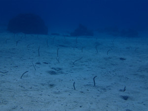 沖縄　ダイビング　慶良間　FUNダイビング