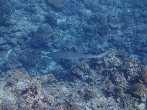 沖縄　ダイビング　慶良間　FUNダイビング