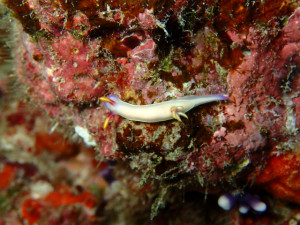 沖縄　ダイビング　慶良間　FUNダイビング