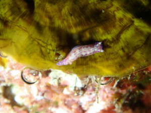 沖縄　ダイビング　慶良間　FUNダイビング