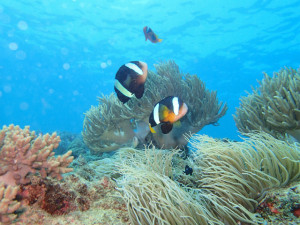 沖縄　イナンビシ　スノーケリング