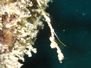 沖縄　ダイビング　真栄田ボート　体験ダイビング　FUNダイビング