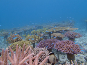 沖縄　ダイビング　真栄田ボート　体験ダイビング　FUNダイビング