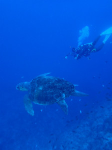 沖縄　ダイビング　万座　FUNダイビング