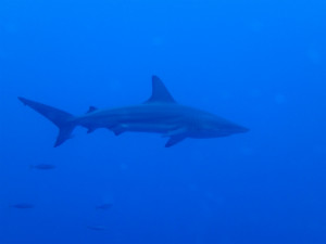 沖縄　ダイビング　万座　FUNダイビング