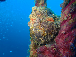 沖縄　ダイビング　万座　FUNダイビング