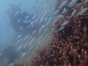 沖縄　ダイビング　那覇　体験ダイビング