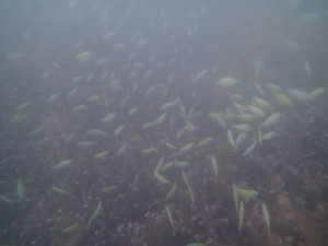 沖縄　ダイビング　那覇　体験ダイビング