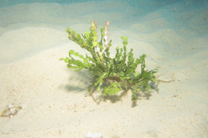 沖縄　ダイビング　万座