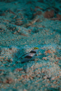 沖縄　ダイビング　万座