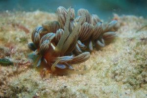 慶良間　ダイビング