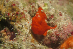 慶良間　ダイビング