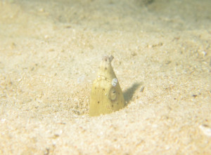 ミナミホタテウミヘビ　オドリカクレエビ