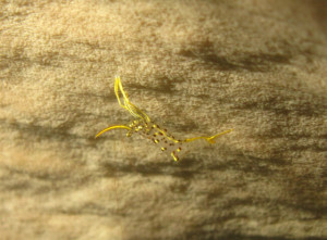 沖縄　ダイビング　ミカヅキコモンエビ