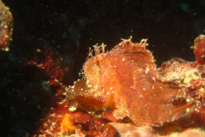 沖縄　ダイビング　ハダカハオコゼ