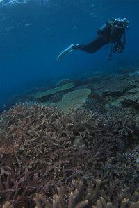 宜野湾珊瑚　沖縄ダイビング