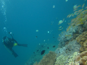 沖縄　ダイビング　砂辺　ＦＵＮダイビング　体験ダイビング