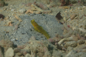 宜野湾　ダイビング