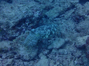 沖縄　ダイビング　砂辺　ＦＵＮダイビング