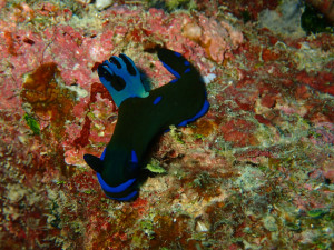 沖縄　ダイビング　砂辺　ＦＵＮダイビング