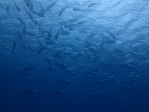 沖縄　ダイビング　砂辺　ＦＵＮダイビング