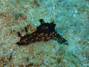 沖縄　ダイビング　砂辺　ＦＵＮダイビング