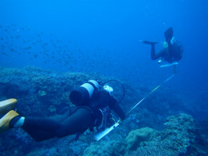 沖縄　ダイビング　リーフチェック