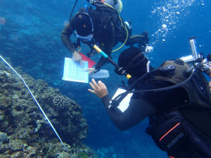 沖縄　ダイビング　リーフチェック