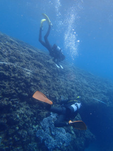 沖縄　ダイビング　リーフチェック