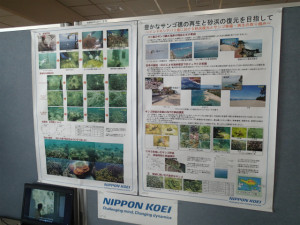 沖縄　ダイビング　サンゴ