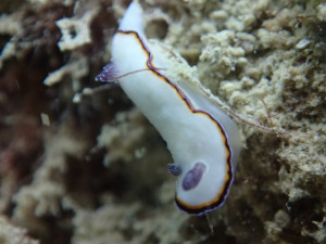 沖縄　ダイビング　レッドビーチ　ウミウシ