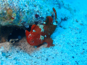 沖縄　ダイビング　慶良間　体験ダイビング　ＦＵＮダイビング