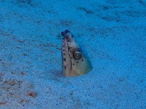 沖縄　ダイビング　慶良間　体験ダイビング　ＦＵＮダイビング