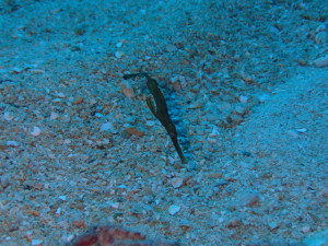 沖縄　ダイビング　砂辺　ＦＵＮダイビング