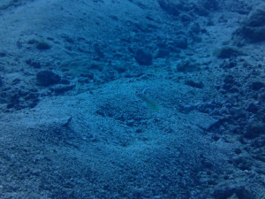 沖縄　ダイビング　砂辺　ＦＵＮダイビング