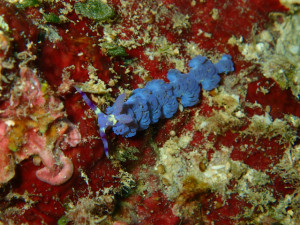 沖縄　ダイビング　砂辺　ＦＵＮダイビング