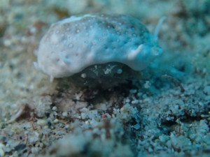 沖縄　ダイビング　慶良間　体験ダイビング