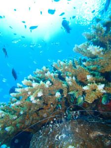 沖縄　ダイビング　慶良間　体験ダイビング